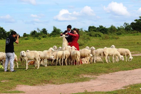 Đưa nhau đến cánh đồng cừu ở Bà Rịa, Vũng Tàu chụp ảnh cưới
