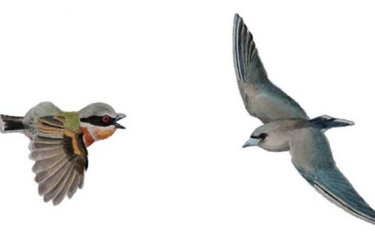 Hình dạng cánh chim tùy thuộc vào việc chim sống gần đường xích đạo như thế nào