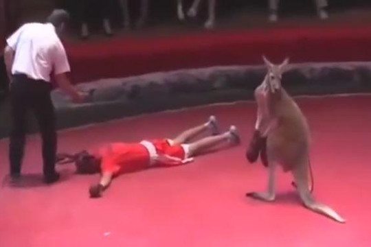 Kangaroo tung đòn hiểm hạ gục trọng tài và võ sĩ trên sàn đấu
