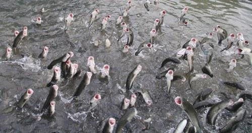 Huấn luyện cho hàng ngàn chú cá lóc nhảy vọt lên mặt nước như cá heo