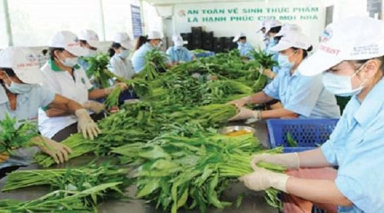 Thụy Sỹ chê doanh nghiệp xuất khẩu rau Việt Nam đang lạm dụng thuốc trừ sâu quá mức