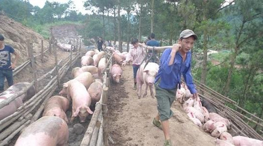 Cận Tết, thương lái Trung Quốc lại thao túng giá lợn hơi