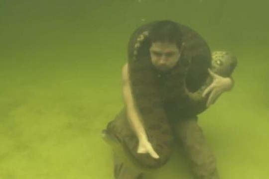 Người đàn ông lặn dưới nước với trăn anaconda khổng lồ 