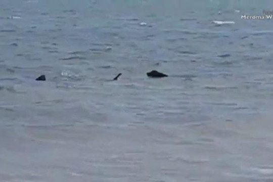 Chó liều lĩnh đuổi cắn cá mập hổ trên biển