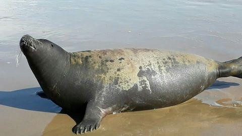 Bình Thuận: Chú hải cẩu lên bờ đùa giỡn với người dân đã bị đánh chết