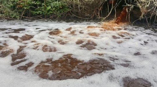 Vụ xả thải đầu độc sông Đáy: Phạt 4 công ty hơn 1 tỉ đồng