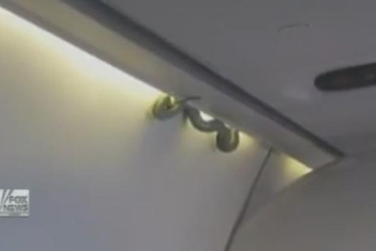 Máy bay hủy cất cánh vì rắn bò trên khoang hành lý