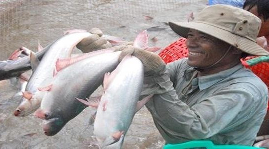 Hàng loạt rào cản 'đánh' vào cá, tôm Việt trên thị trường quốc tế