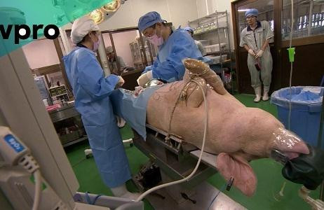 Khắc phục được sự đào thải của cơ thể người đối với việc cấy ghép nội tạng lợn 
