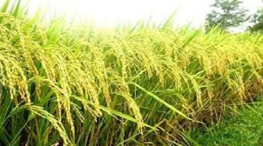 Quỹ Newton tài trợ 7,8 triệu USD cho 13 dự án nghiên cứu lúa gạo bền vững