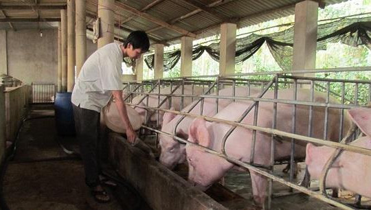 Giá lợn hơi giảm mạnh trước Tết, nông dân điêu đứng