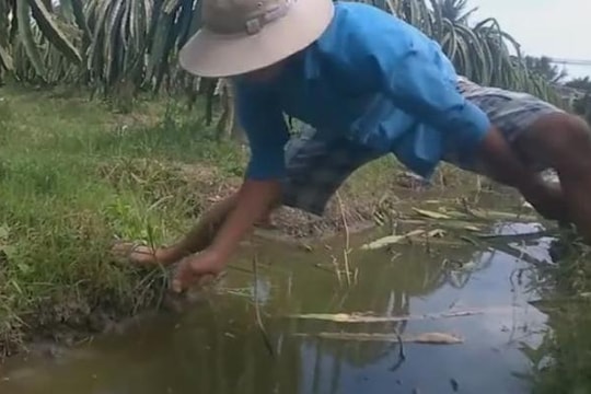 Thanh niên câu được lươn 'khủng' ở Tiền Giang