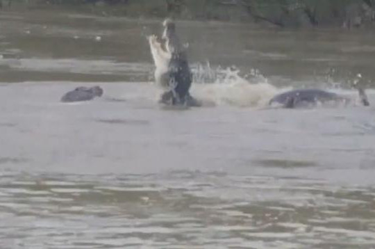 Hai con cá sấu quyết chiến giành xác trâu trên sông