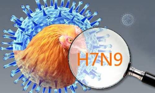 Cảnh báo nguy cơ cúm A/H7N9 xâm nhập từ Trung Quốc vào Việt Nam