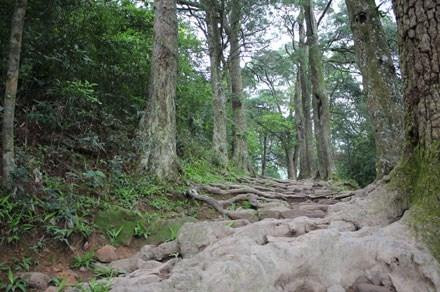 Lập dự án cứu, bảo tồn rừng xích tùng 700 tuổi ở Yên Tử