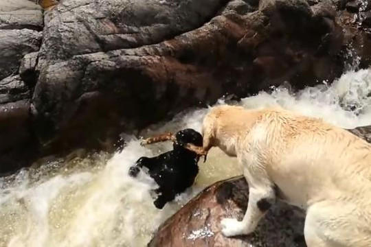 Chó nhanh trí cứu đồng loại khỏi dòng nước chảy xiết