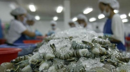 Doanh nghiệp Việt thiệt hàng triệu USD vì Úc cấm nhập tôm đột ngột