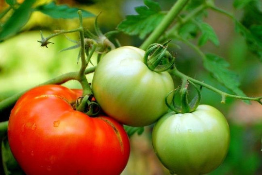 Lấy lại hương vị ngon của giống cà chua cổ xưa 
