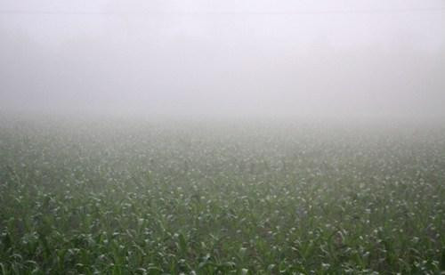 Hết mưa trái vụ, nông dân lại khóc ròng vì sương muối
