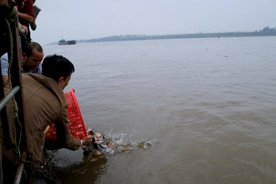 2 bộ vào cuộc vụ phóng sinh 10 tấn cá 'ăn thịt' xuống sông Hồng