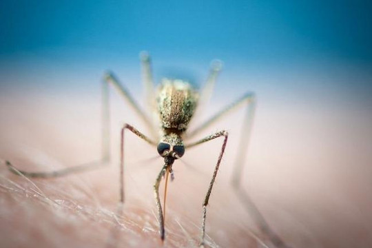 Lý giải tại sao muỗi sốt rét thích hút máu người đã nhiễm bệnh