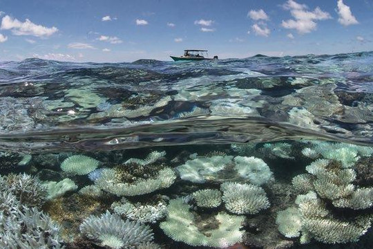 San hô bị tẩy trắng ở đảo thiên đường Maldives