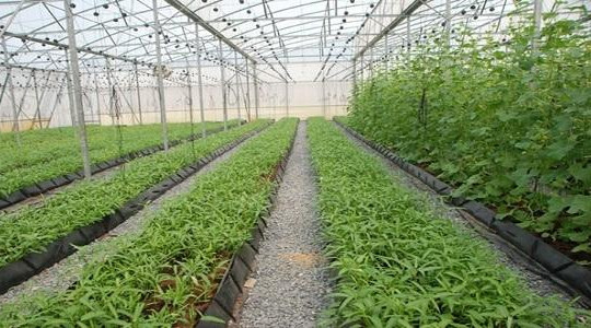 Nông nghiệp công nghệ cao Việt Nam thu hút nhiều nhà đầu tư Nhật Bản