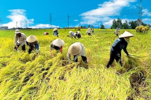 Tháng 1: Gạo tồn kho gần 960 ngàn tấn, xuất khẩu giảm 20%