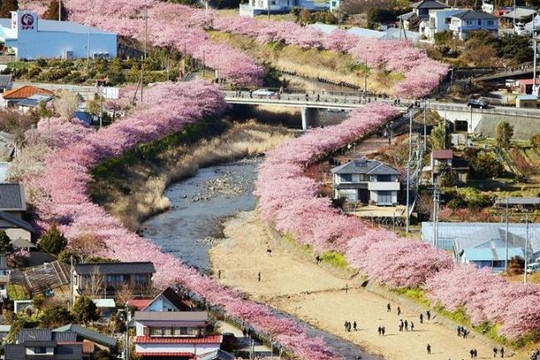Đẹp ngất ngây cảnh sắc hoa anh đào nở sớm ở Nhật