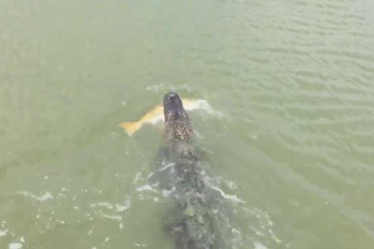 Cá sấu táo tợn cướp cá ngay trước mặt người dân