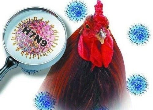 Bộ Y tế khuyến cáo về sự lây truyền vi rút cúm A (H7N9)