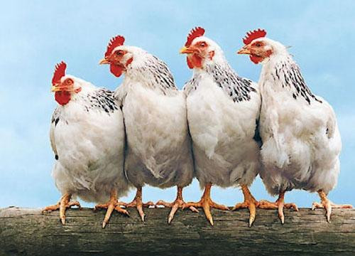Thịt gà ngoại 'đè' giá thịt gà nội xuống mức thấp nhất 5 năm qua