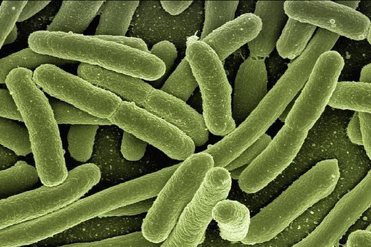 WHO công bố danh sách 12 vi khuẩn nguy hiểm nhất và những bệnh liên quan
