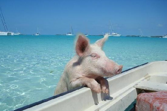 Điều bí ẩn đang giết chết hàng loạt lợn biết bơi ở đảo du lịch Bahamas