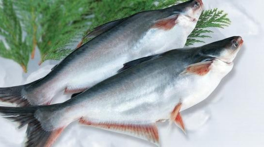 Giá cá tra tăng kỷ lục, cẩn trọng trước hiện tượng ‘sốt’ giá