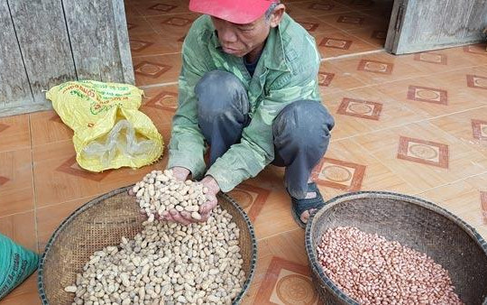 Nông dân nghèo Quảng Bình méo mặt với hạt giống hỗ trợ... không nảy mầm 