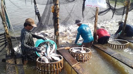 Doanh nghiệp cá tra: Bán hàng cho Trung Quốc lời, nhưng có nguy cơ 'mất trắng'