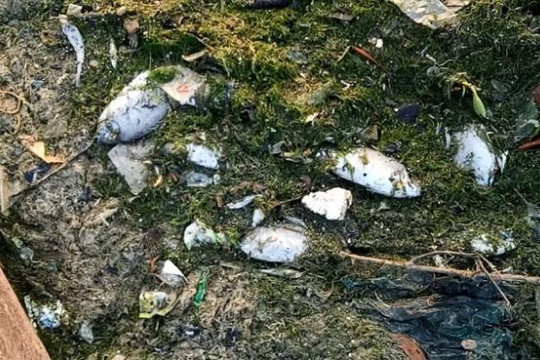 ​Tôm cá chết trắng bờ đầm Thủy Triều nghi do nhà máy xả thải