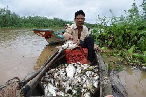 Cá chết trắng ở thượng nguồn sông Sài Gòn