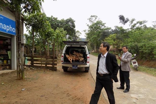 Giám đốc Trung tâm y tế dùng xe công chở gỗ lậu trong khu bảo tồn voọc quý