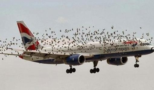 Dự án đuổi chim 1.000 tỉ cho sân bay nên đấu thầu công khai