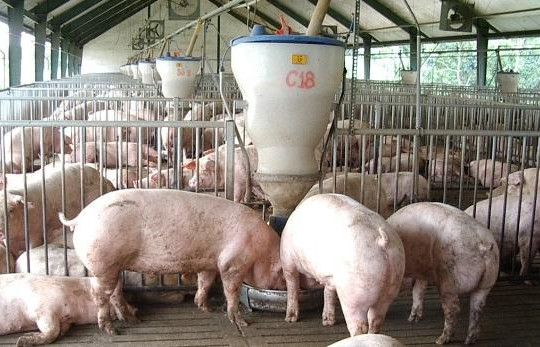 Đàm phán với Trung Quốc để tìm cách ‘giải cứu’ thịt lợn