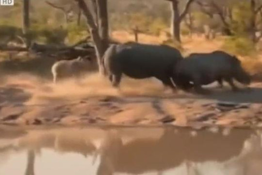 Tê giác con tấn công kẻ thù để bảo vệ mẹ