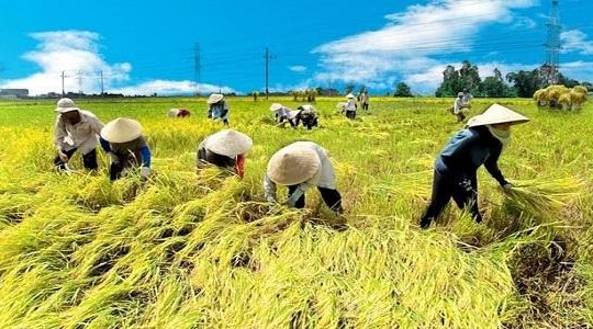 Chuyên gia ADB: Nông nghiệp đang làm chậm tăng trưởng kinh tế Việt Nam