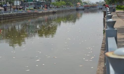 TP.HCM tìm cách cứu cá kênh Nhiêu Lộc-Thị Nghè