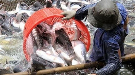Giá cá tra lập đỉnh 6 năm, doanh nghiệp xuất khẩu chịu lỗ nặng hoặc ngừng sản xuất