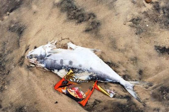Hà Tĩnh: Xuất hiện cá chết trôi dạt vào bờ biển Kỳ Anh