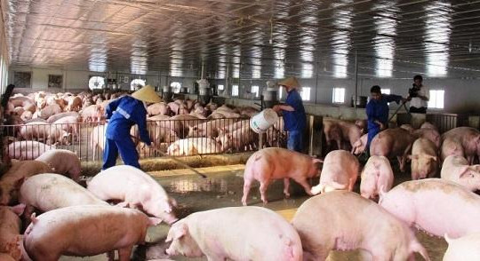 Đề nghị các DN lớn tăng cường mua trữ thịt lợn để cứu ngành chăn nuôi