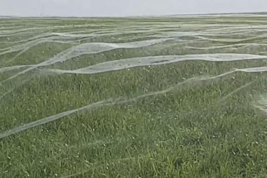Mạng nhện khổng lồ che phủ cả cánh đồng tại New Zealand