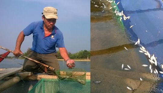 Quảng Nam: Cá nuôi lồng bè chết hàng loạt